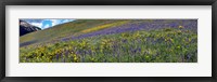Hillside with yellow sunflowers and purple larkspur, Crested Butte, Gunnison County, Colorado, USA Fine Art Print