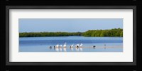 White pelicans on Sanibel Island, Florida, USA Fine Art Print