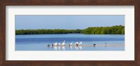 White pelicans on Sanibel Island, Florida, USA Fine Art Print