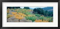 Cherry trees in an orchard, Provence-Alpes-Cote d'Azur, France Fine Art Print