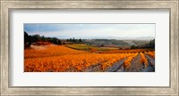 Vineyards in the late afternoon autumn light, Provence-Alpes-Cote d'Azur, France Fine Art Print