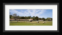 Flock of sheep grazing in a farm, Mission La Purisima Concepcion, Santa Barbara County, California, USA Fine Art Print