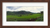 Terraced rice field, Indonesia Fine Art Print