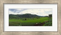 Terraced rice field, Indonesia Fine Art Print