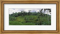 Terraced rice field, Bali, Indonesia Fine Art Print