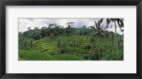 Terraced rice field, Bali, Indonesia Fine Art Print
