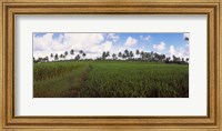 Rice field, Bali, Indonesia Fine Art Print