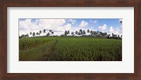 Rice field, Bali, Indonesia Fine Art Print