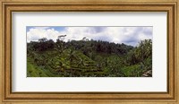Terraced rice field and Palm Trees, Flores Island, Indonesia Fine Art Print