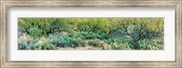 Prickly pear cacti surrounds mesquite trees, Oro Valley, Arizona, USA Fine Art Print