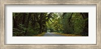 Road passing through a rainforest, Hoh Rainforest, Olympic Peninsula, Washington State, USA Fine Art Print
