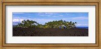 Palm trees on the beach, Keawaiki Bay, Hawaii, USA Fine Art Print