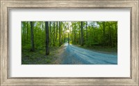 Dirt road passing through a forest, Great Smoky Mountains National Park, Blount County, Tennessee, USA Fine Art Print
