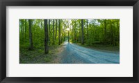 Dirt road passing through a forest, Great Smoky Mountains National Park, Blount County, Tennessee, USA Fine Art Print