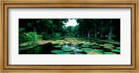 Lily pads floating on water, Pamplemousses Gardens, Mauritius Island, Mauritius Fine Art Print