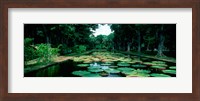 Lily pads floating on water, Pamplemousses Gardens, Mauritius Island, Mauritius Fine Art Print