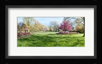 Trees in a Garden, Sherwood Gardens, Baltimore, Maryland Fine Art Print