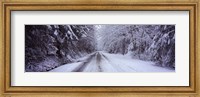 Snow covered road passing through a forest, Fidalgo Island, Skagit County, Washington State Fine Art Print