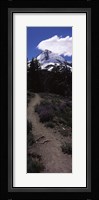 Wildflowers along a trail with mountain in the background, Cloud Cap Trail, Mt Hood, Oregon, USA Fine Art Print
