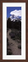 Wildflowers along a trail with mountain in the background, Cloud Cap Trail, Mt Hood, Oregon, USA Fine Art Print