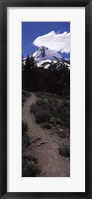 Wildflowers along a trail with mountain in the background, Cloud Cap Trail, Mt Hood, Oregon, USA Fine Art Print