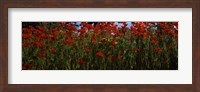 Close up of  poppies in a field, Anacortes, Fidalgo Island, Washington State Fine Art Print