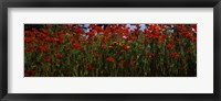 Close up of  poppies in a field, Anacortes, Fidalgo Island, Washington State Fine Art Print
