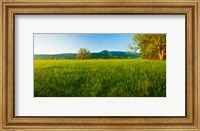 Lone oak tree in a field, Cades Cove, Great Smoky Mountains National Park, Tennessee, USA Fine Art Print