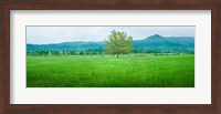 Agricultural field with mountains in the background, Cades Cove, Great Smoky Mountains National Park, Tennessee, USA Fine Art Print