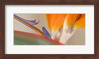 Close Up of Strelitzia in bloom, California Fine Art Print