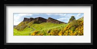Gorse bushes growing on Arthur's Seat, Edinburgh, Scotland Fine Art Print