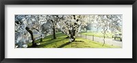 Cherry blossom in St. James's Park, City of Westminster, London, England Fine Art Print
