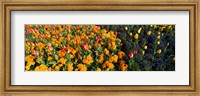 Flowers in Hyde Park, City of Westminster, London, England Fine Art Print