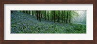Bluebell Wood near Beaminster, Dorset, England Fine Art Print