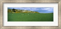 Flock of sheep at Howick Scar Farm, Northumberland, England Fine Art Print