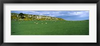 Flock of sheep at Howick Scar Farm, Northumberland, England Fine Art Print