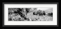 Olive Grove, Majorca, Balearic Islands, Spain Fine Art Print