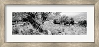 Olive Grove, Majorca, Balearic Islands, Spain Fine Art Print