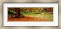 Autumn Leaves in a Park, Christchurch, South Island, New Zealand Fine Art Print