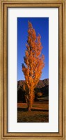Poplar tree on Golf Course, Queenstown, South Island, New Zealand Fine Art Print