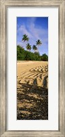 Palm trees on the beach, Rarotonga, Cook Islands, New Zealand Fine Art Print
