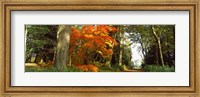 Autumn trees at Thorp Perrow Arboretum, Bedale, North Yorkshire, England Fine Art Print