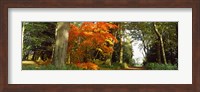 Autumn trees at Thorp Perrow Arboretum, Bedale, North Yorkshire, England Fine Art Print