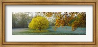 Frost in autumn, St. James's Park, City Of Westminster, London, England Fine Art Print