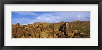 Signal Hill with Petroglyphs, Saguaro National Park, Tucson, Arizona, USA Fine Art Print