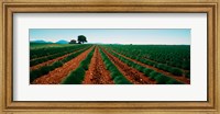 Harvested lavender field, Plateau De Valensole, Alpes-De-Haute-Provence, Provence-Alpes-Cote d'Azur, France Fine Art Print