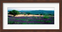 Lavender growing in a  field, Provence-Alpes-Cote d'Azur, France Fine Art Print