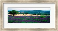 Lavender growing in a  field, Provence-Alpes-Cote d'Azur, France Fine Art Print