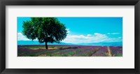 Tree in the middle of a Lavender field, Provence-Alpes-Cote d'Azur, France Fine Art Print
