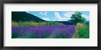 Lavender field, Provence-Alpes-Cote d'Azur, France Fine Art Print